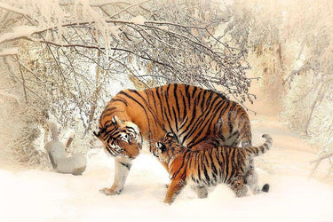 Diamond Painting Tijger en welp in de sneeuw met Ronde steentjes 100x70cm - Beste Kwaliteit
